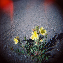 Photograph "Flowers in Gravel" shot with a Holga camera Photograph "Flowers in Gravel" shot with a Holga camera